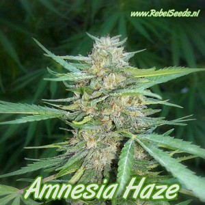 Amnesia Haze, feminised.